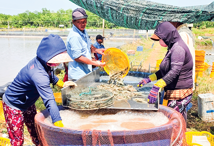 Quản lý sức khỏe tổng thể để nâng cao hiệu quả nuôi tôm 