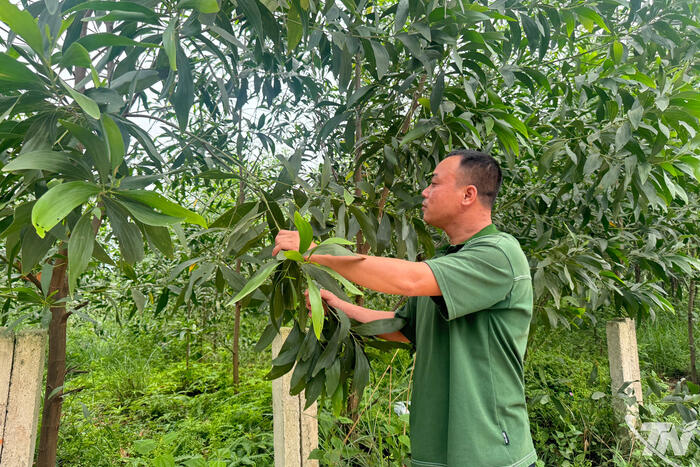 Nông Trường vươn lên từ đồi rừng
