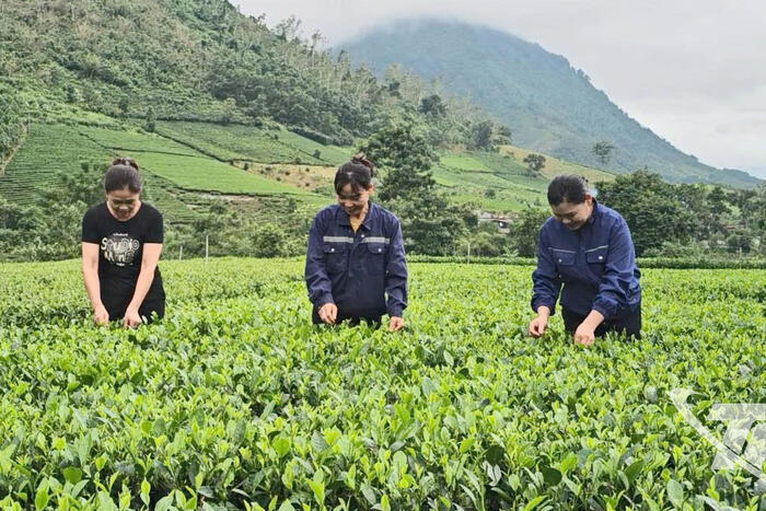Thái Nguyên trồng mới 325ha chè