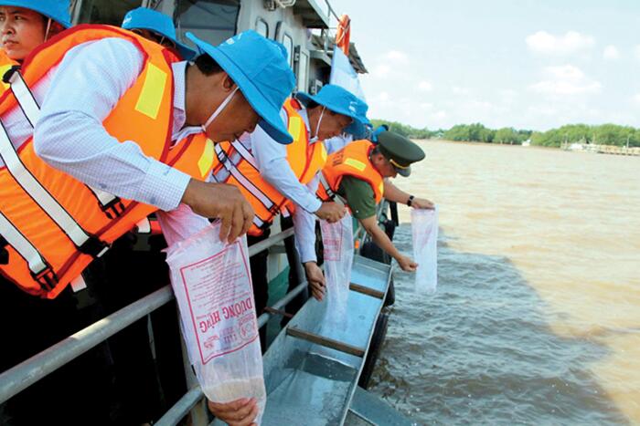 Thả gần 3,2 triệu con tôm sú, cá giống tái tạo nguồn lợi thủy sản 