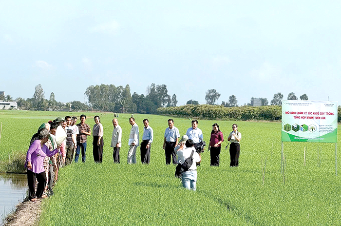 Sản xuất nông nghiệp chất lượng cao cho hiệu quả cao