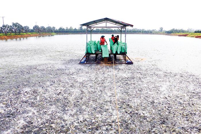 Cơ hội để ngành hàng cá tra phát triển bền vững 