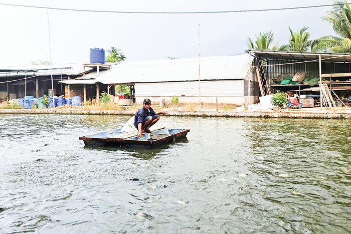 Cần Thơ thực hiện nhiều giải pháp phát triển nuôi trồng thủy sản 