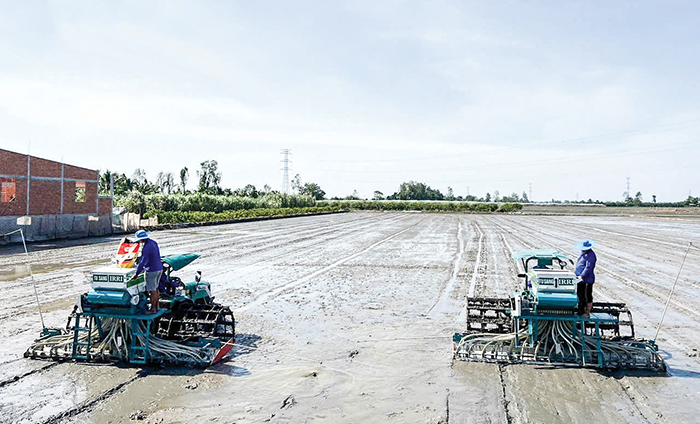 Tăng cường liên kết, phát triển mô hình sản xuất lúa phát thải thấp