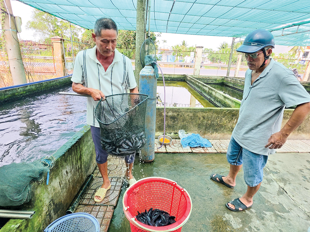 Cá giống giảm giá, người mua thưa dần 