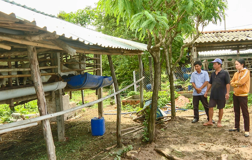 Phát triển mô hình nuôi dê từ nguồn thức ăn tự nhiên 