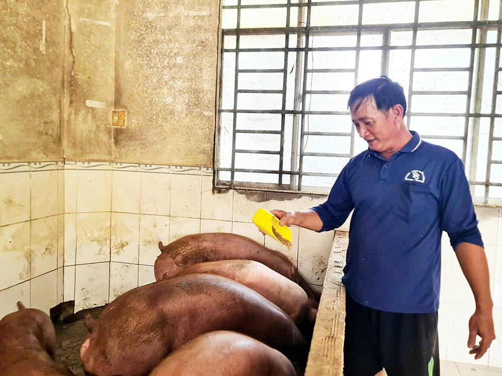 Phát triển chăn nuôi theo hướng hiện đại, an toàn sinh học 