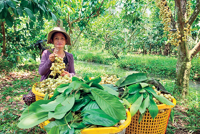 Trồng dâu Hạ Châu cho thu nhập bền vững 