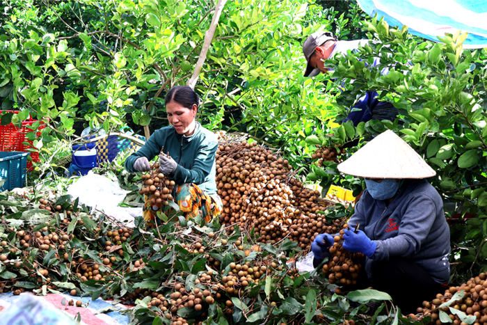 Số hóa vùng trồng, đổi mới tư duy sản xuất 