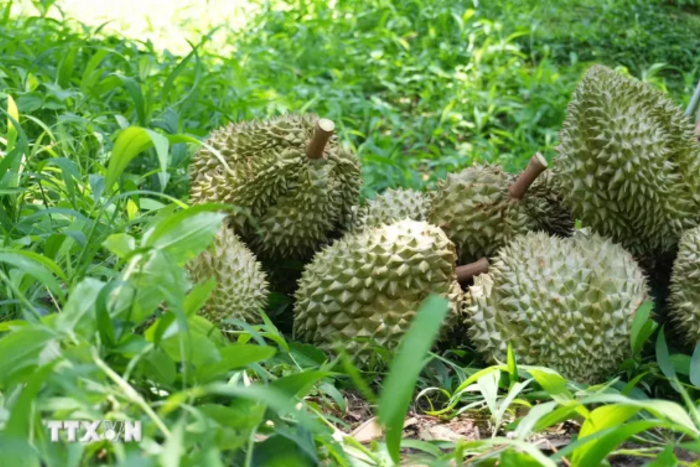 Trung Quốc phê duyệt thêm nhiều mã số vùng trồng, cơ sở đóng gói nông sản Việt Nam 