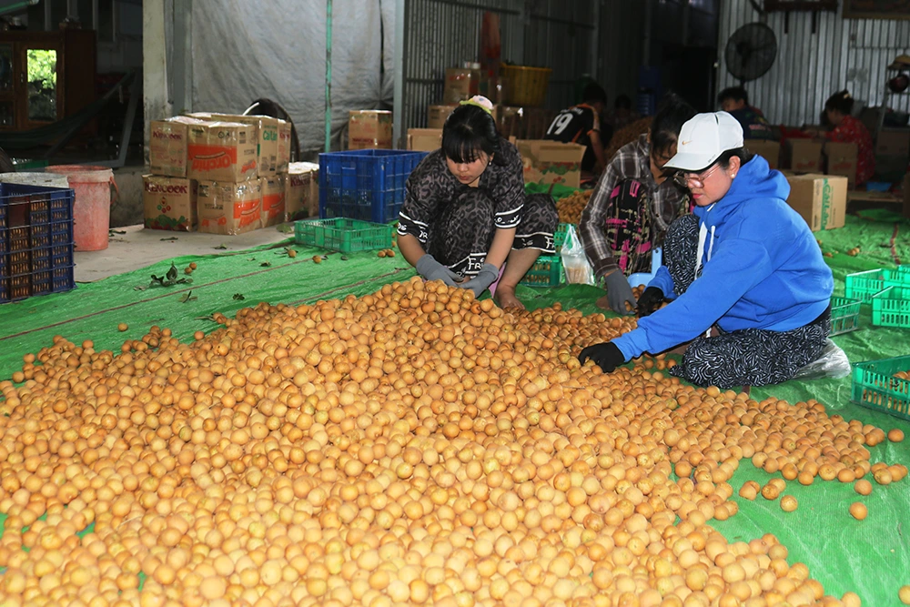 Nâng cao vai trò hợp tác xã nông nghiệp trong phát triển kinh tế nông thôn 
