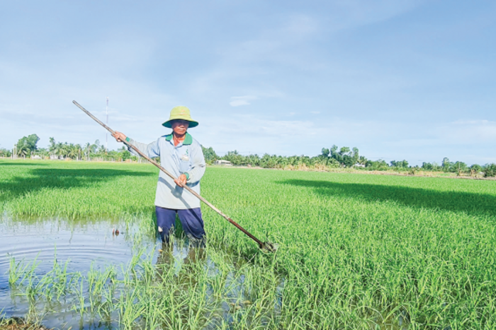 Diện tích trồng lúa giảm gần 80.000ha 