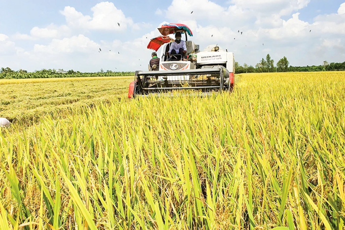 Đưa gạo xanh Việt Nam vươn tầm quốc tế