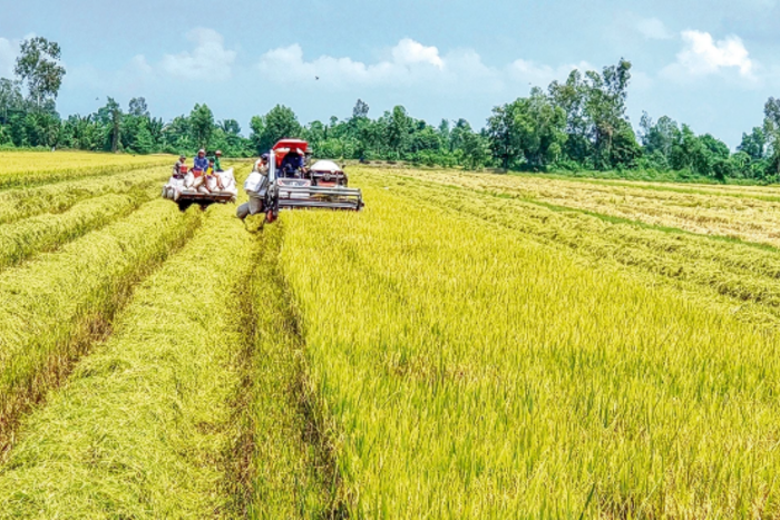 Giảm thất thoát, tăng giá trị chuỗi lúa gạo