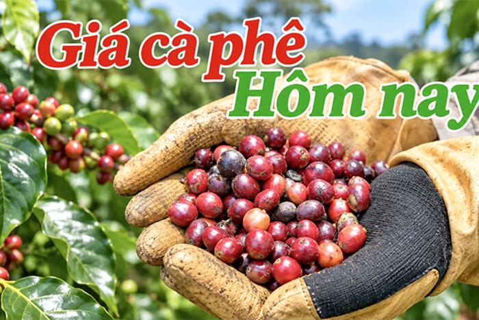 Quản lý dòng tiền theo mùa vụ cho hộ gia đình trồng cà phê 