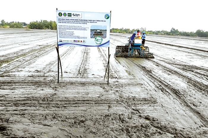 Cơ cấu giống lúa thích ứng thị trường và thời cuộc 