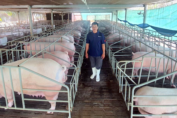 TP Cần Thơ: Khẩn cấp ngăn chặn bệnh dịch tả heo châu Phi 