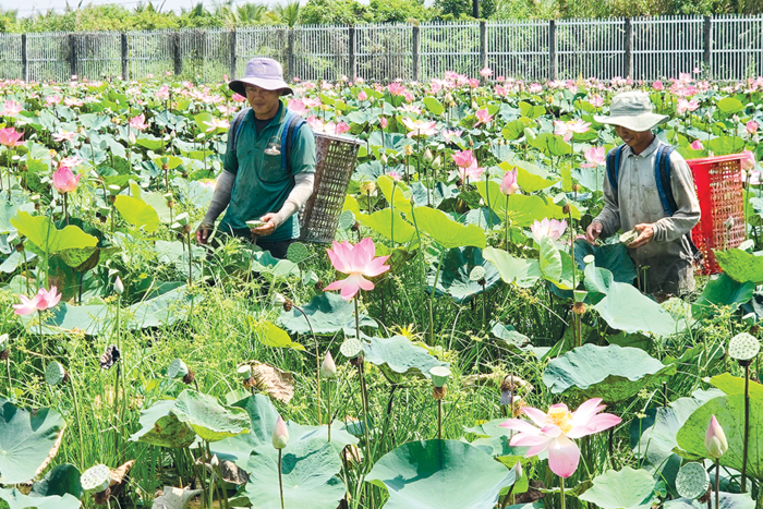 Nâng tầm chuỗi giá trị cho cây sen 