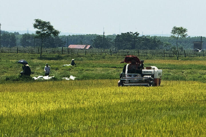 Lệ Thủy: Năng suất vụ lúa đông-xuân ước đạt gần 70 tạ/ha