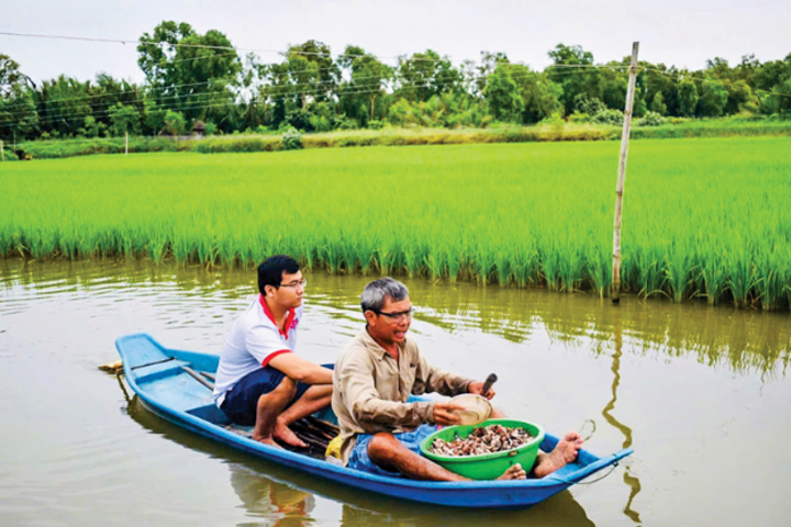 “Mê” trồng lúa hữu cơ
