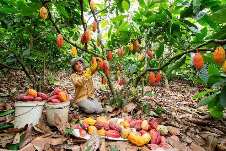 Thị trường ca cao rộng mở