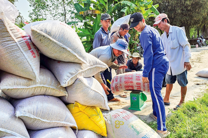 Giá lúa khởi sắc, nông dân vẫn khó