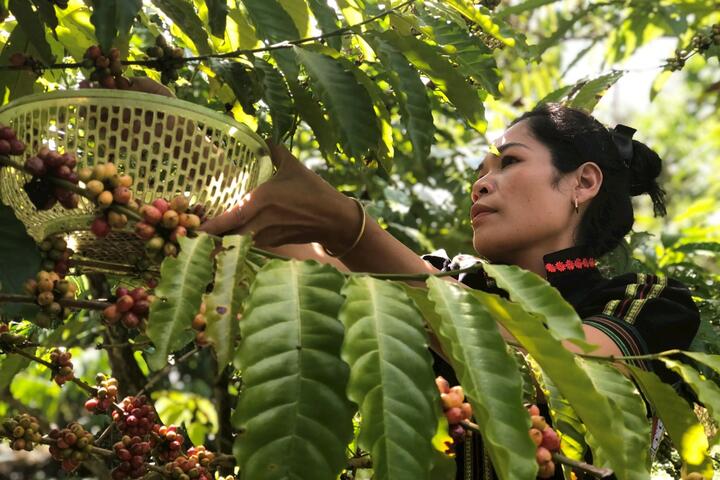 Độc lạ cà phê ủ chóe của cô gái K’ho
