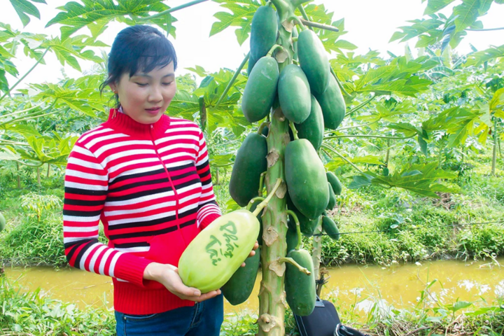 Hơn 3.000 sản phẩm trái cây tạo hình, vẽ chữ phục vụ thị trường Tết