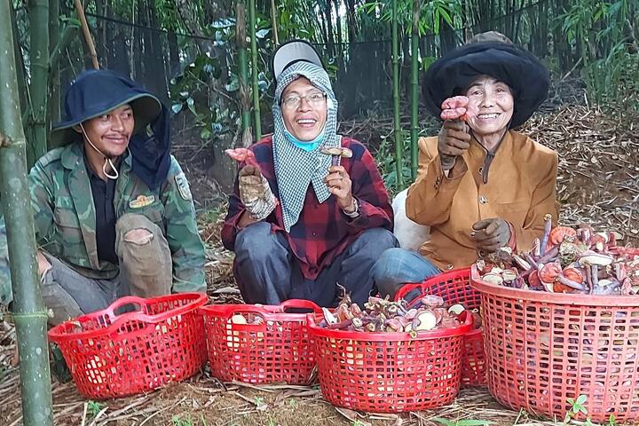 Nhân rộng nấm linh chi dưới tán rừng tre