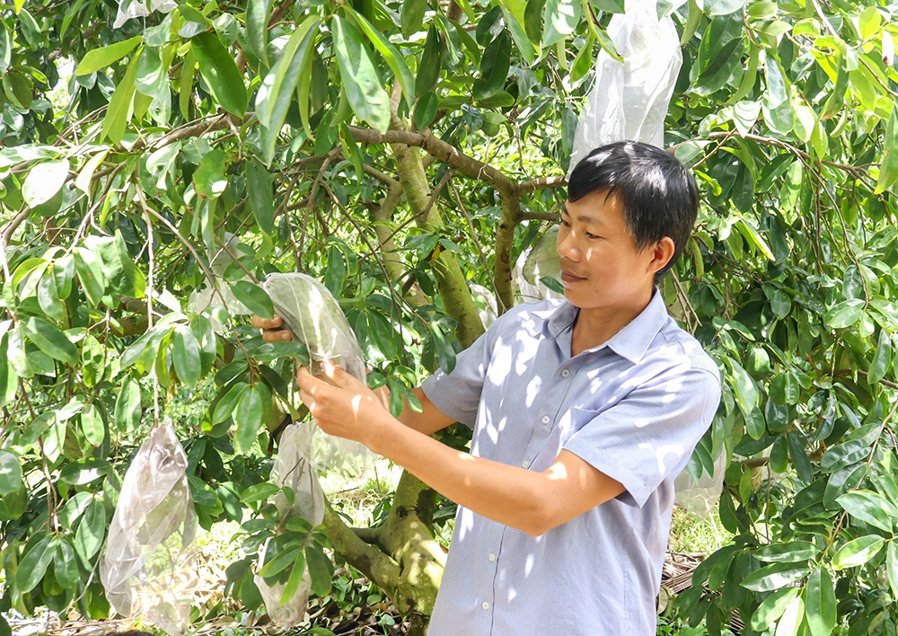 Nông dân tất bật chuẩn bị nông sản Tết 