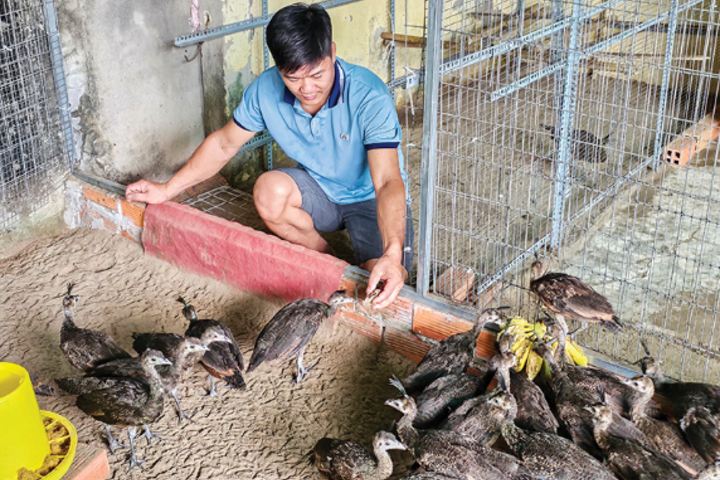 Quan tâm thực hiện các biện pháp nhằm chủ động phòng, tránh dịch bệnh trên đàn vật nuôi