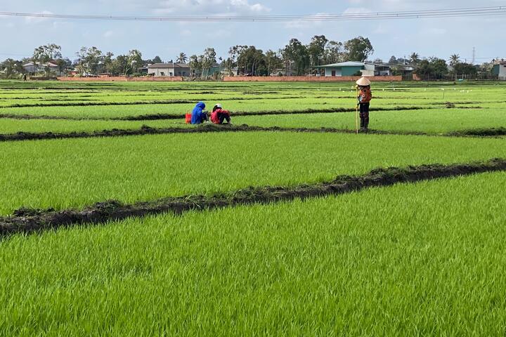 Nông dân rộn ràng ra đồng đầu năm