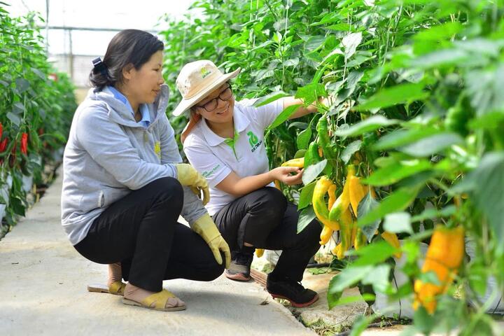 Khuyến nông đi trước, mở đường cho nông nghiệp bền vững