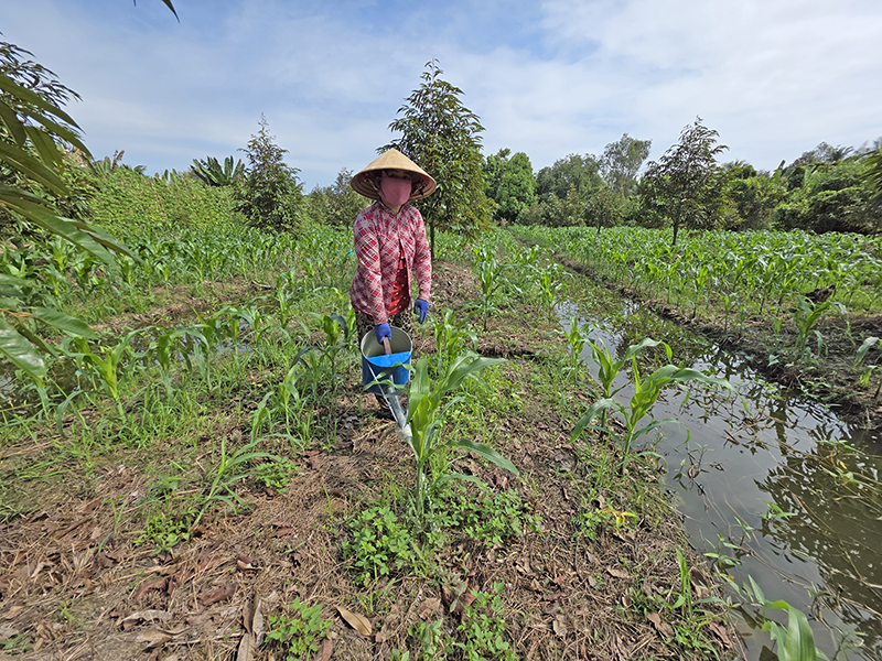 Nguồn nước phục vụ cho sản xuất nông nghiệp tại ĐBSCL thuận lợi hơn so với các năm trước