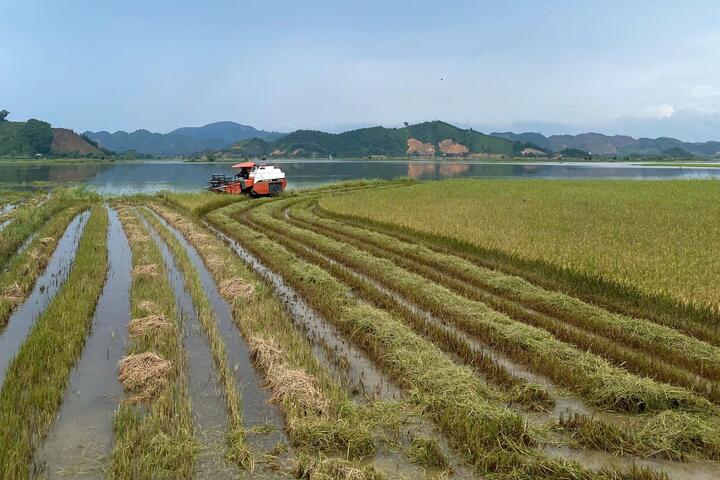 Ngọt thơm hạt lúa trên đồng đất Cát Tiên