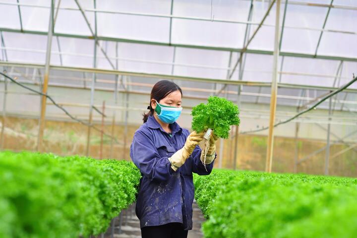 Sản xuất giống phục vụ tái cơ cấu ngành nông nghiệp