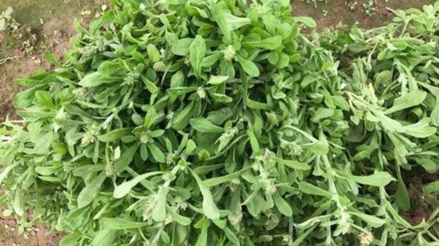 12 bài thuốc từ cây rau khúc