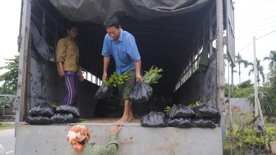 Nghệ An đặt mục tiêu trồng mới hơn 17.500 ha rừng nguyên liệu