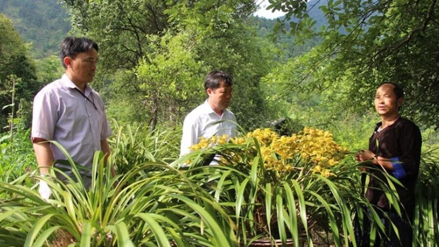 Mù Cang Chải: Mật ngọt từ rừng, sinh kế bền vững từ ong