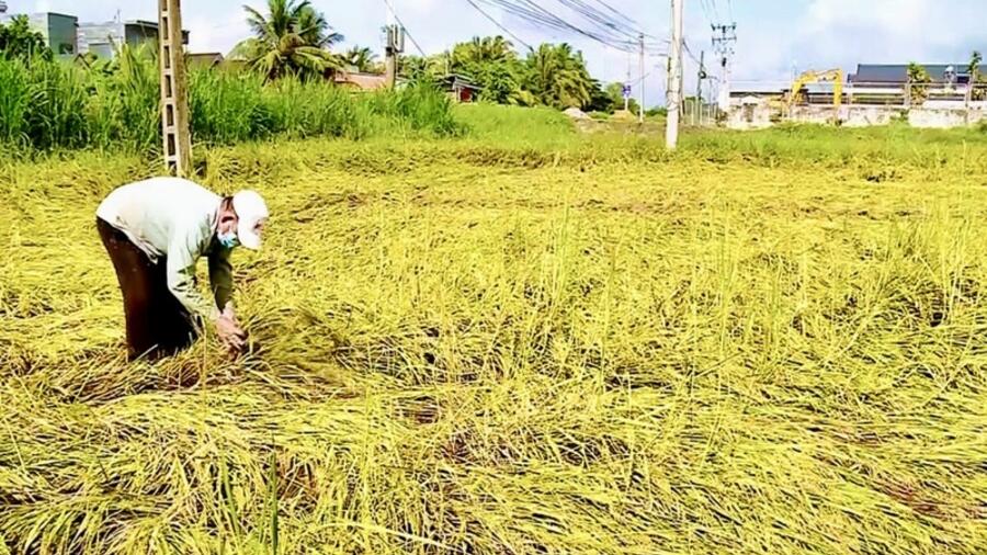 Vĩnh Long: Lúa thu đông nguy cơ mất mùa do triều cường, mưa lớn