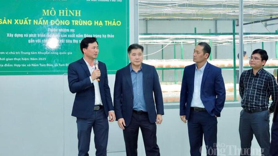 Hiệu quả từ mô hình sản xuất nấm đông trùng hạ thảo tại Phú Thọ