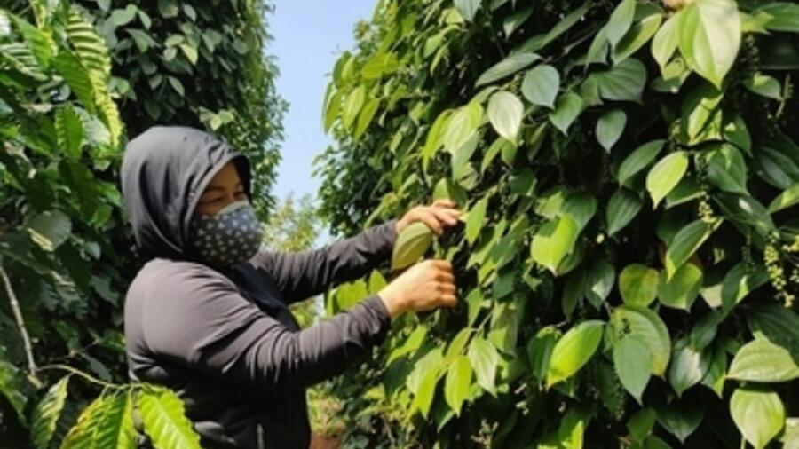 Giá tiêu hôm nay 13/2/2026: Giảm nhẹ vài nơi