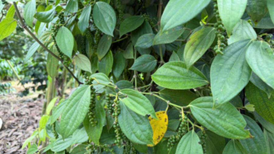 Giá tiêu hôm nay 26/2/2026: Tiếp tục giảm mạnh