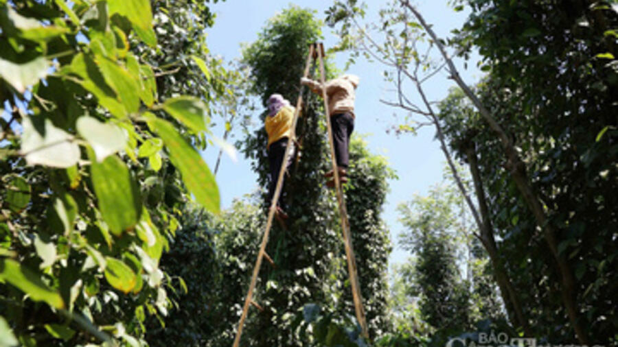 Giá tiêu hôm nay 2/3/2026: Thị trường lặng sóng