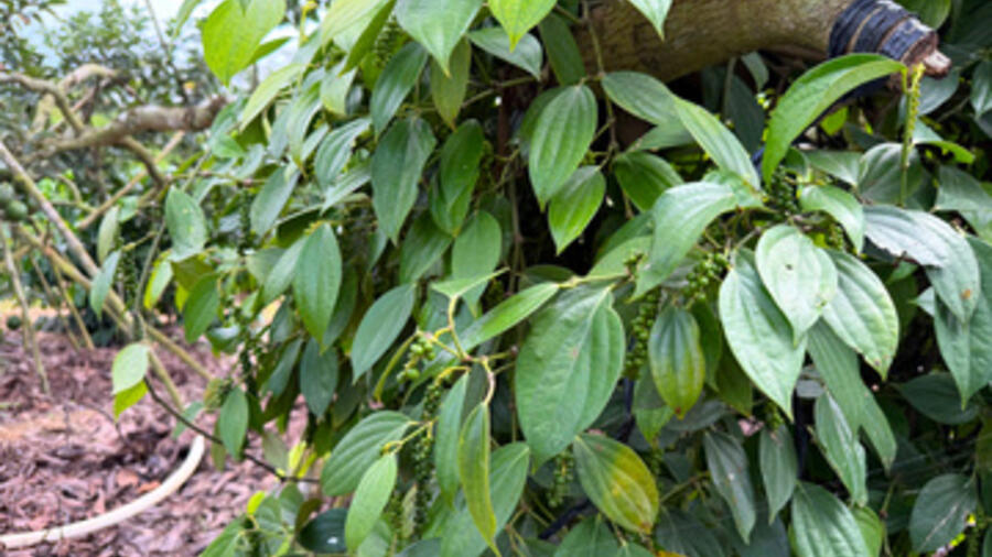 Giá tiêu hôm nay 3/3/2026: Giảm sâu