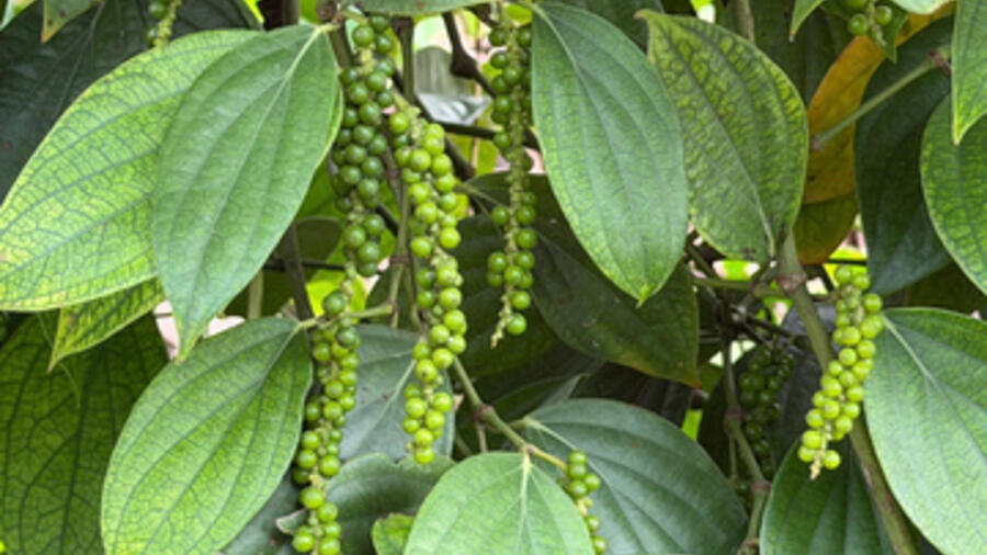 Giá tiêu hôm nay 4/3/2026: Chững lại