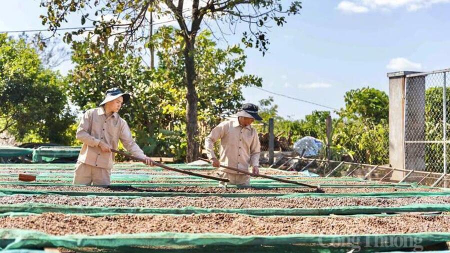 Gia Lai hỗ trợ doanh nghiệp xuất khẩu trước biến động từ Trung Đông