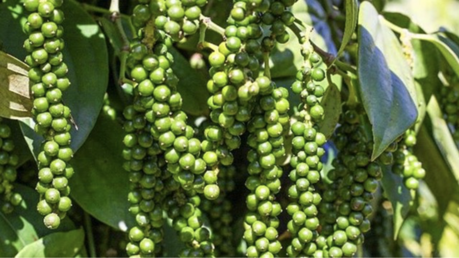 Giá tiêu hôm nay 16/3/2026: Dao động từ 142.500 - 144.500 đồng/kg