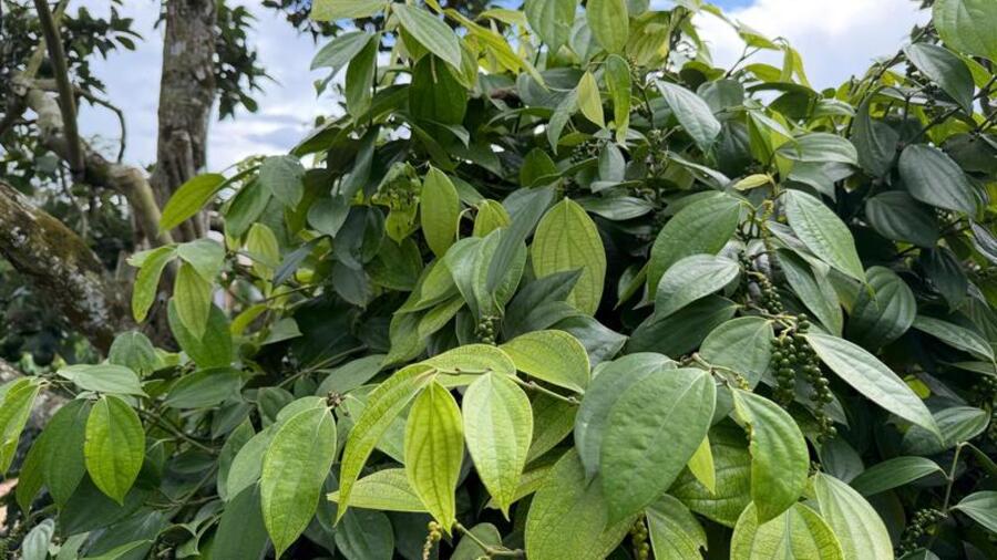 Giá tiêu hôm nay 17/3/2026: Giảm mạnh đến 3.500 đồng/kg