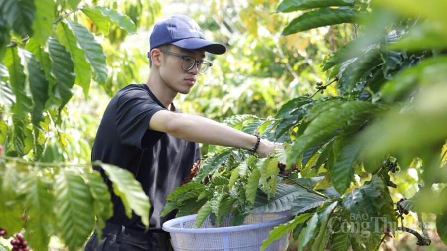 Giá cà phê hôm nay 18/3/2026: Tăng nhẹ 200 đồng/kg